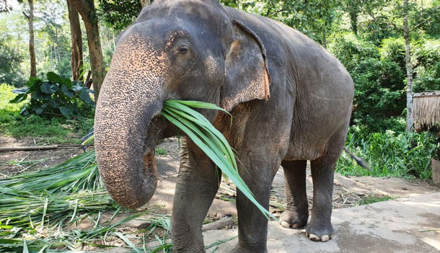 Ethical Elephant Encounters: The Right Way to Experience Wildlife in Phuket